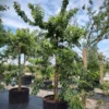 Kersenboom 'Kordia' | Laagstam