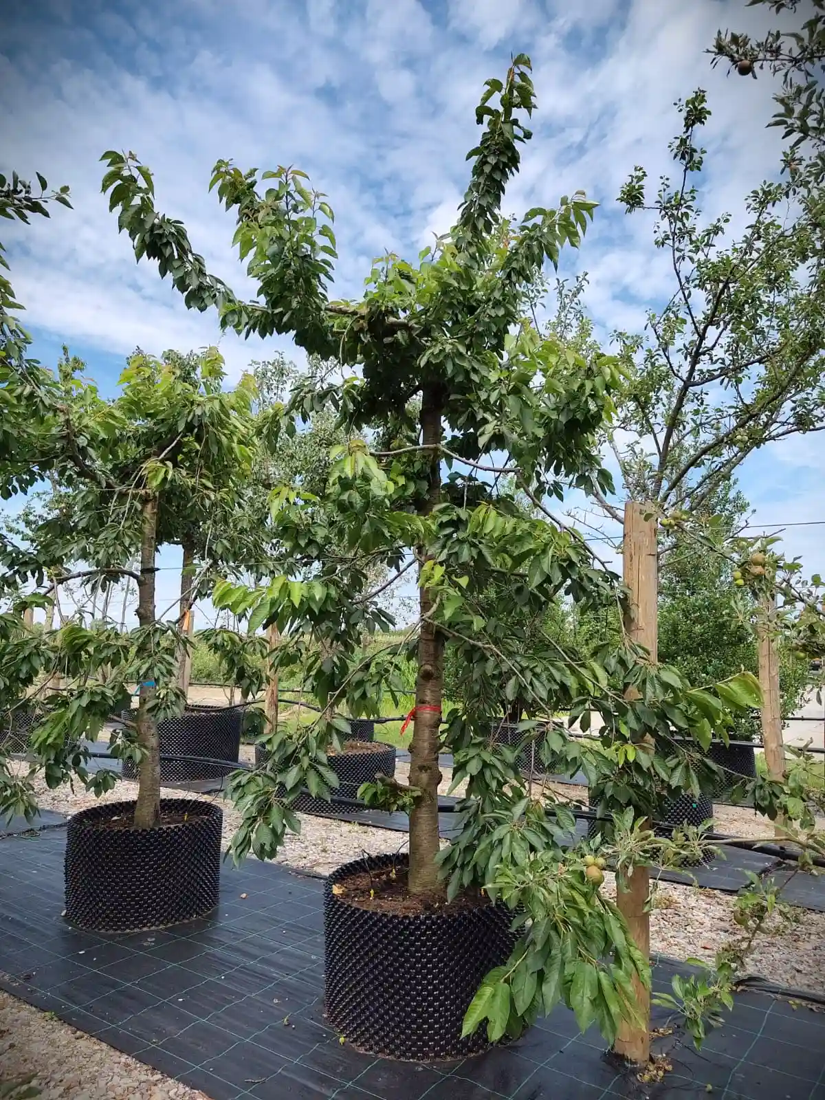 Kersenboom 'Kordia' | Laagstam