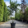 Wilde kardinaalsmuts | Meerstammig