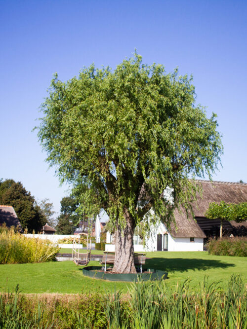 Noorse Esdoorn 'Eurostar' | Hoogstam