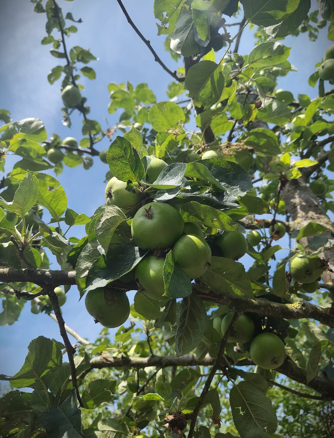 Appelboom 'Cox Orange Pippin' | Hoogstam