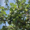 Appelboom 'Alkmene' | Hoogstam