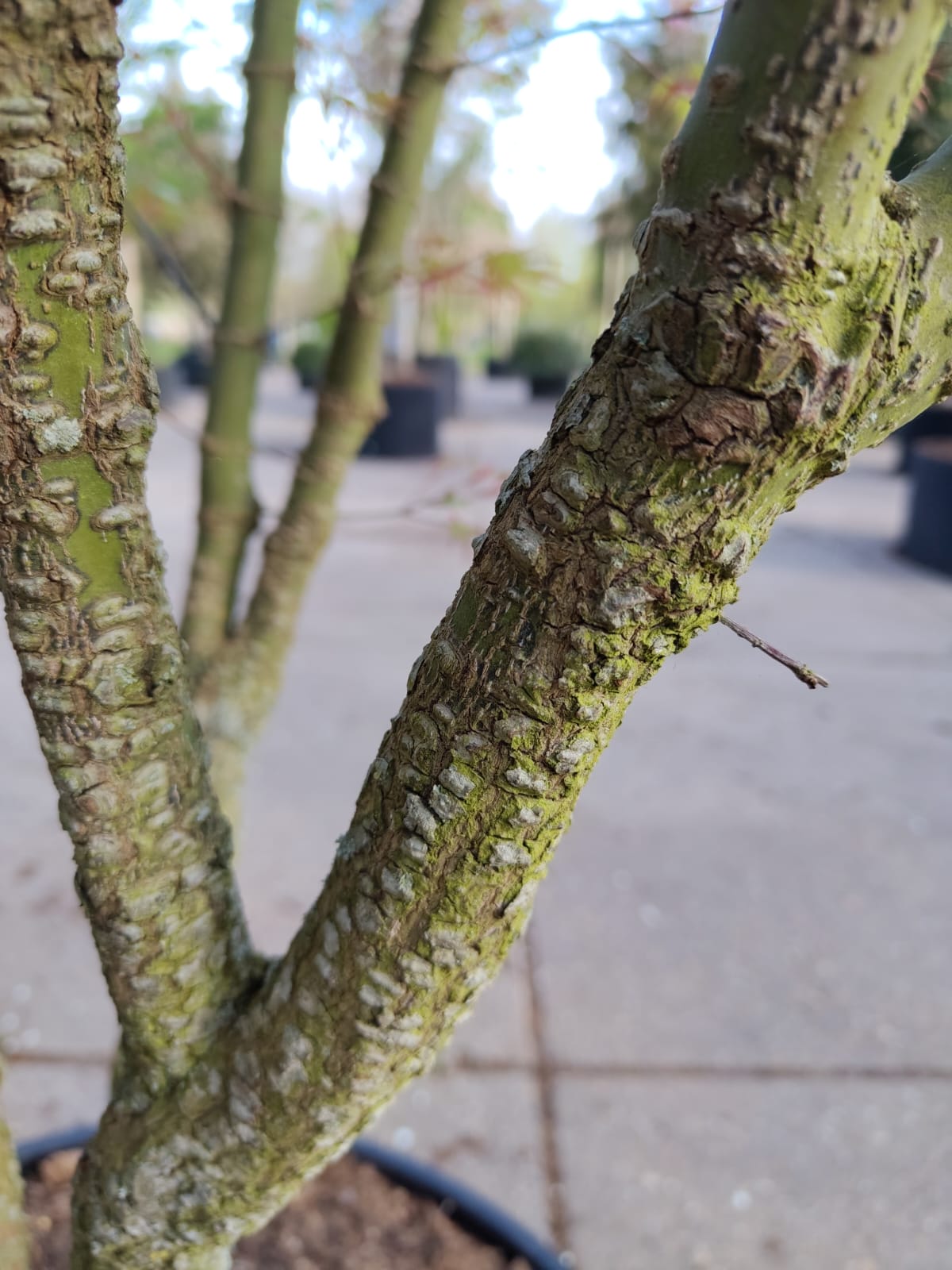 Japanse esdoorn 'Arakawa' | Meerstammig