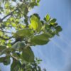 Appelboom 'Alkmene' | Hoogstam