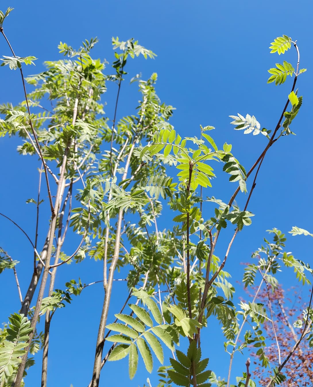 Wilde Lijsterbes | Meerstammig