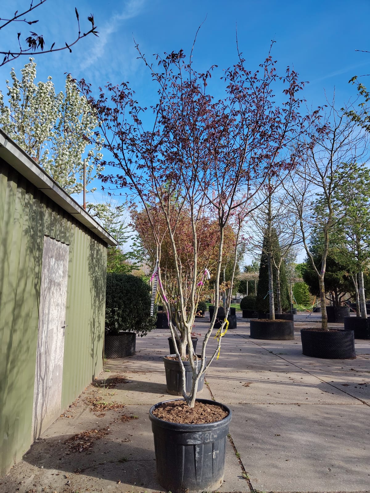 Japanse esdoorn 'Trompenburg' | Meerstammig