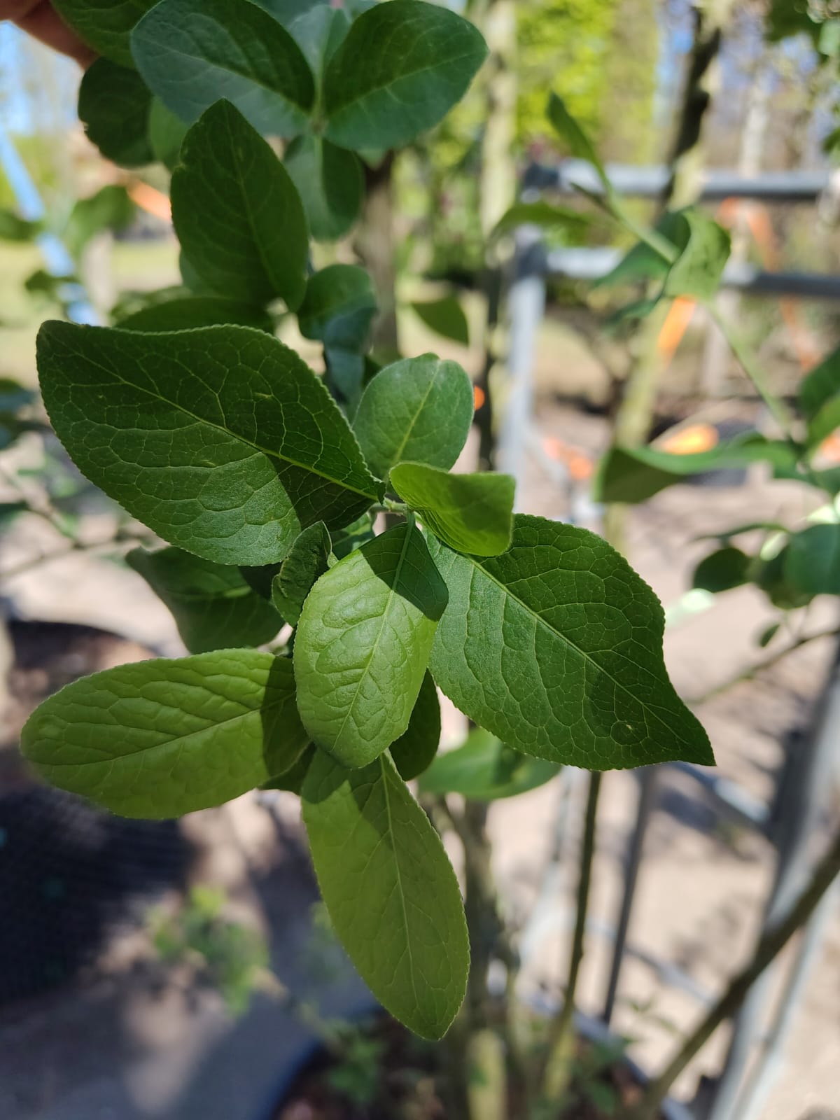 Wilde kardinaalsmuts | Meerstammig