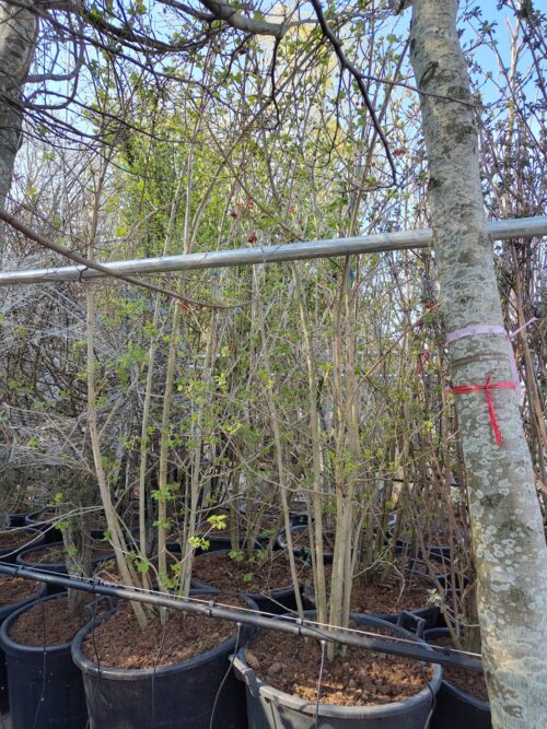 Gelderse roos | Struik