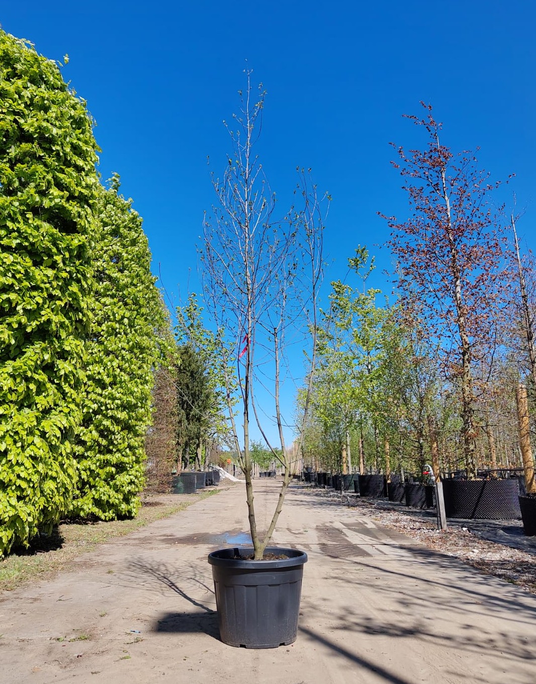 Vuilboom | Meerstammig