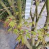 Japanse esdoorn 'Arakawa' | Meerstammig