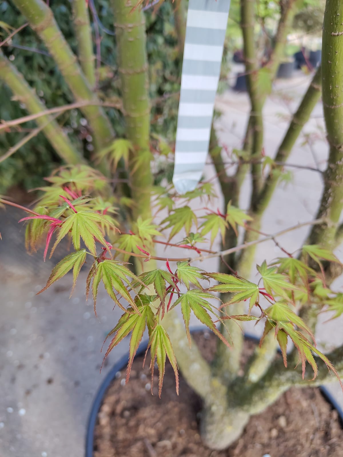 Japanse esdoorn 'Arakawa' | Meerstammig