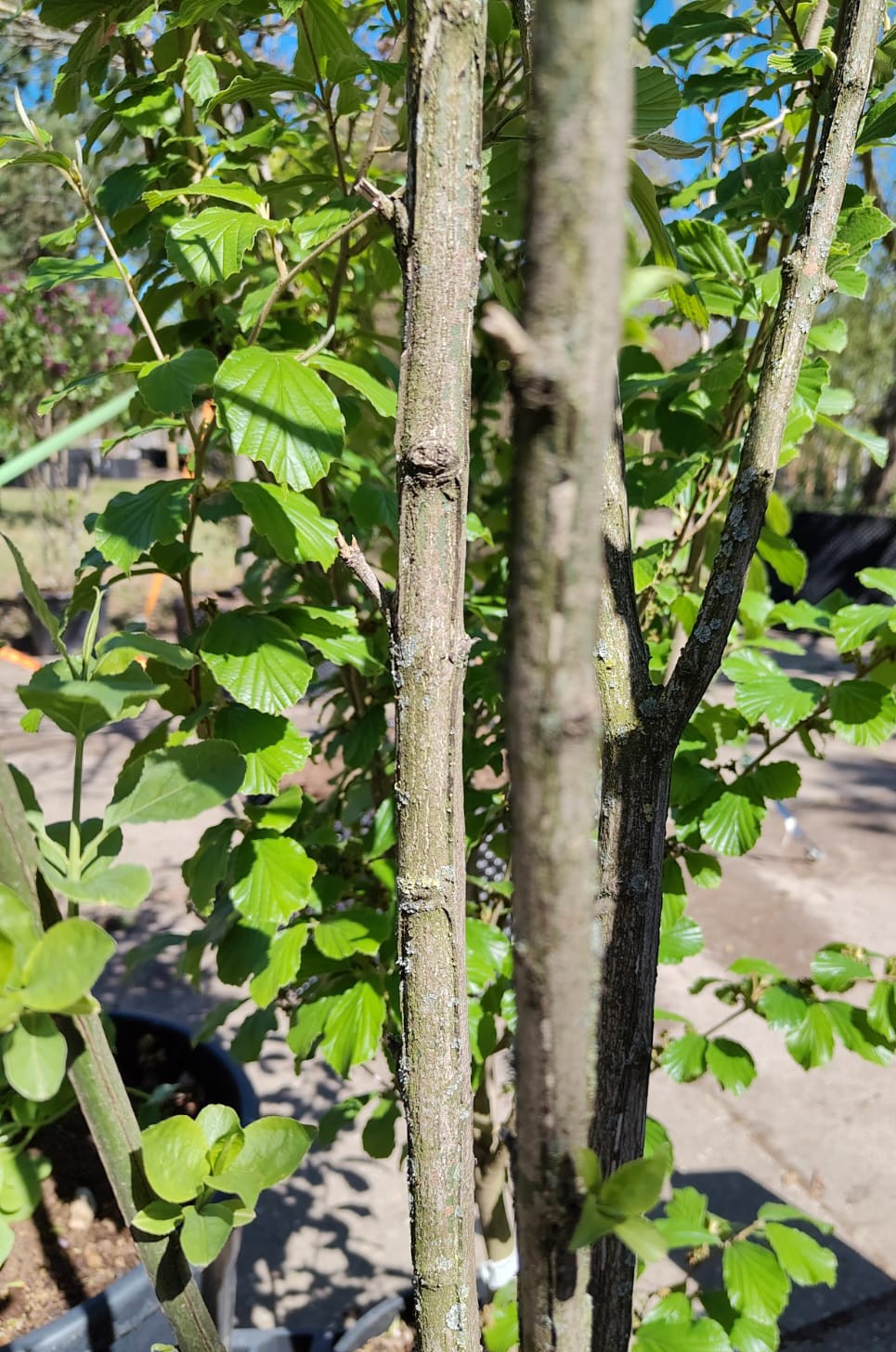 Wilde kardinaalsmuts | Meerstammig