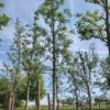 Appelboom 'Gravensteiner' | Hoogstam