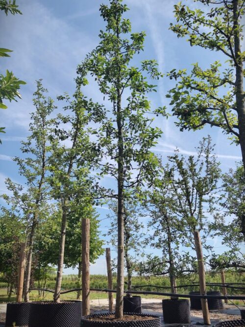 Appelboom 'Gravensteiner' | Hoogstam