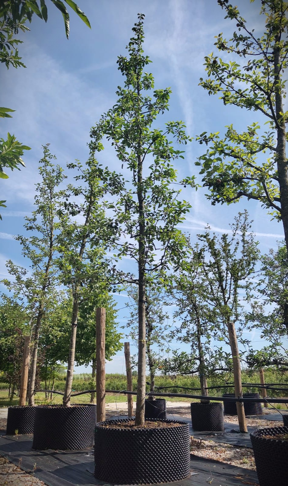Appelboom 'Gravensteiner' | Hoogstam