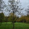 Appelboom 'Jacques lebel' | Hoogstam