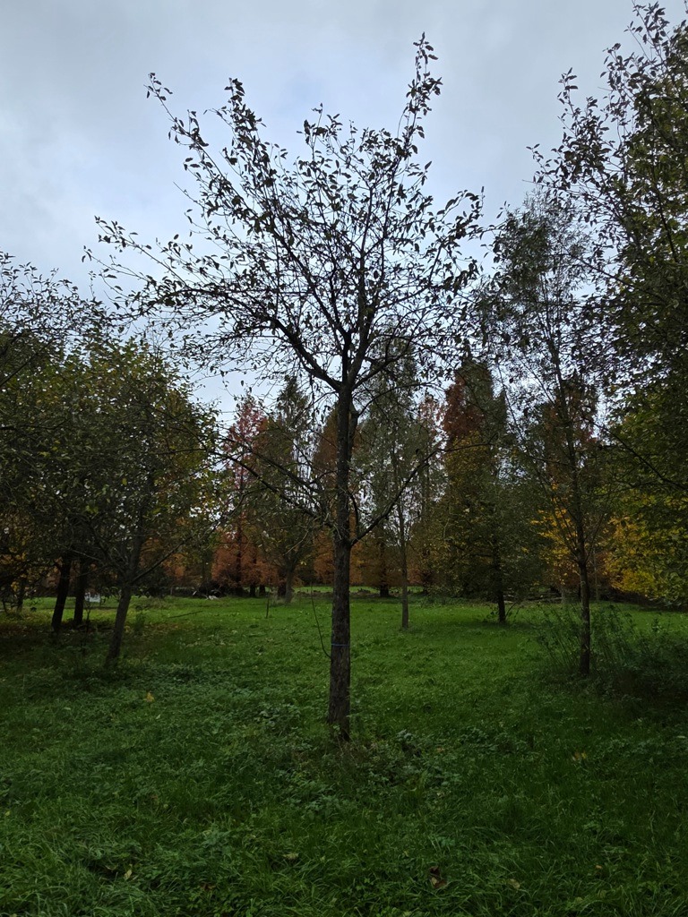 Appelboom 'Jacques lebel' | Hoogstam