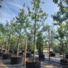 Appelboom 'Notarisappel' | Hoogstam