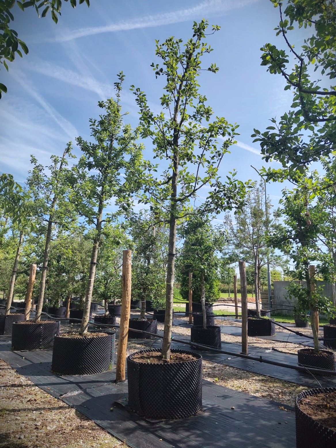 Appelboom 'Notarisappel' | Hoogstam