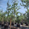 Appelboom 'Notarisappel' | Hoogstam
