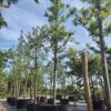 Appelboom 'Notarisappel' | Hoogstam