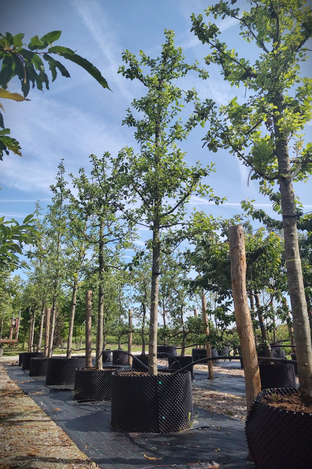 Appelboom 'Notarisappel' | Hoogstam