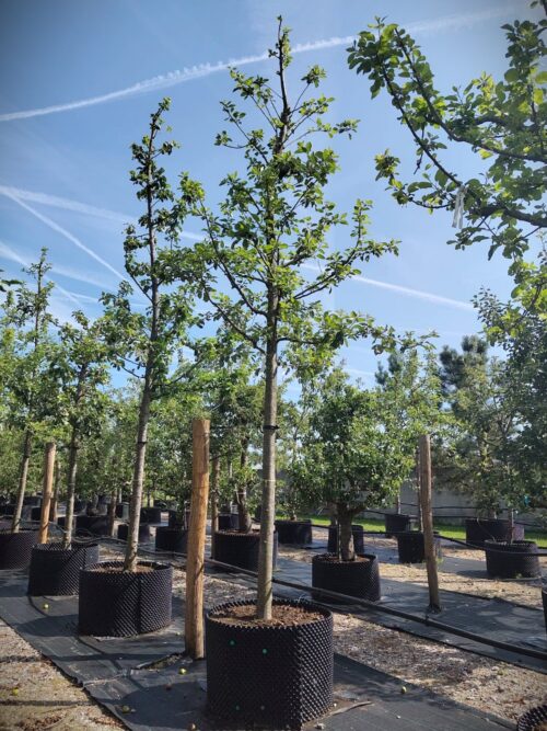 Appelboom 'Notarisappel' | Hoogstam
