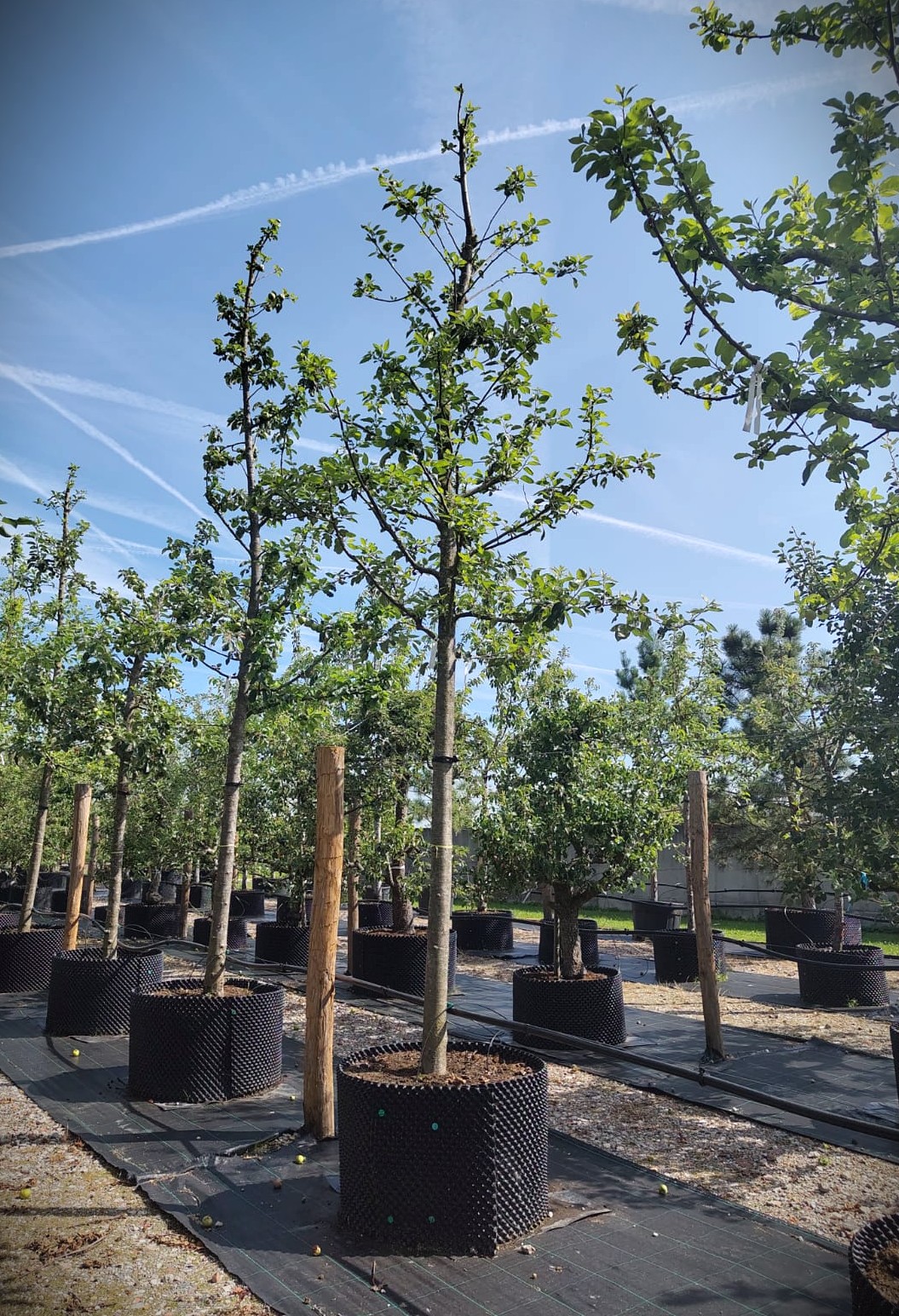 Appelboom 'Notarisappel' | Hoogstam