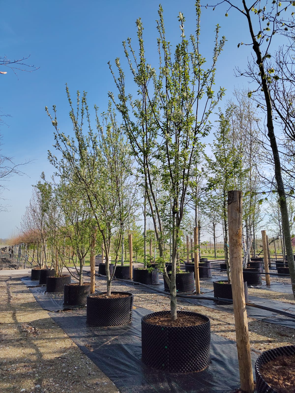 Vogelkers | Meerstammig