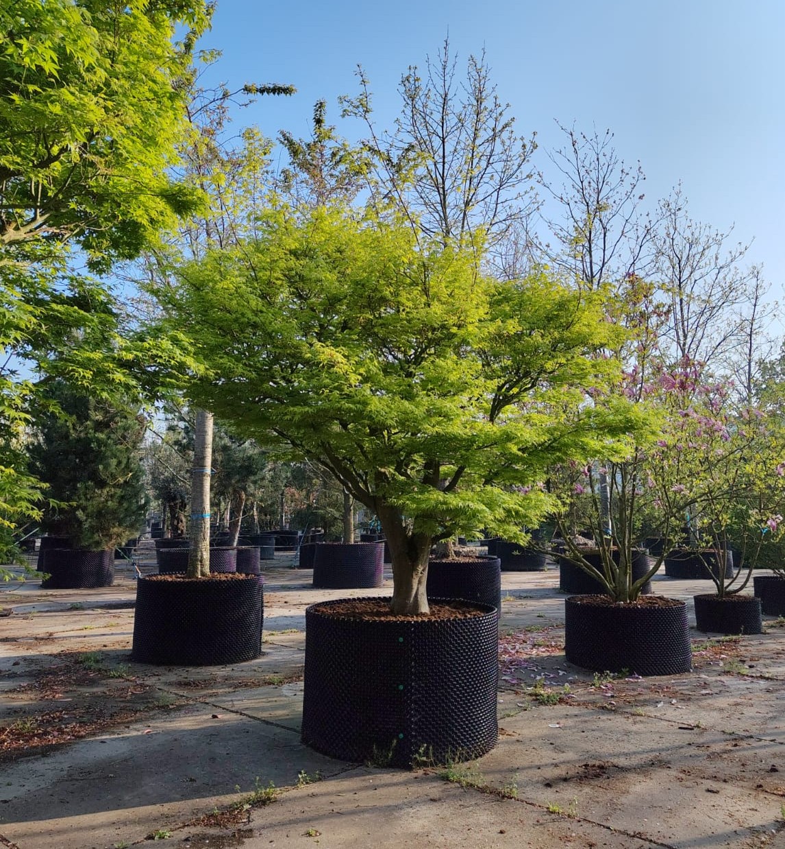 Japanse esdoorn | Karakterboom