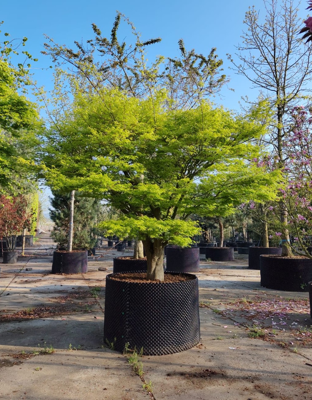 Japanse esdoorn | Karakterboom