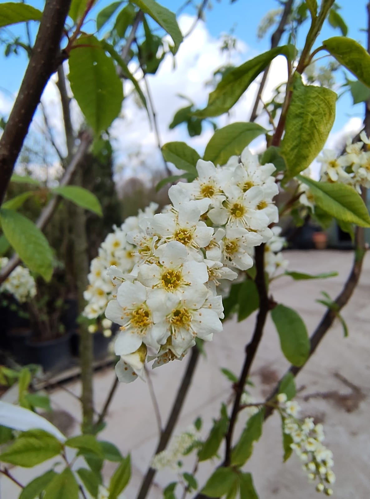 Vogelkers | Meerstammig