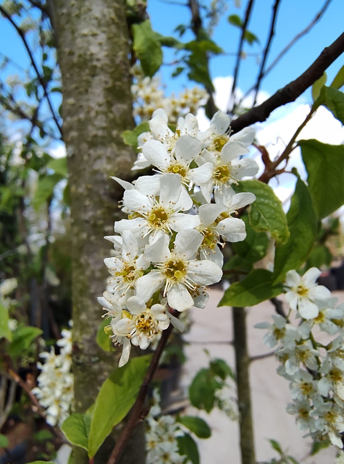 Vogelkers | Meerstammig