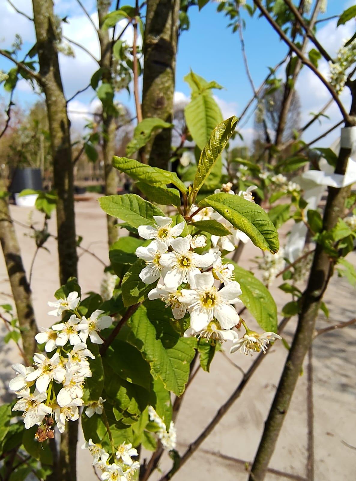 Vogelkers | Meerstammig