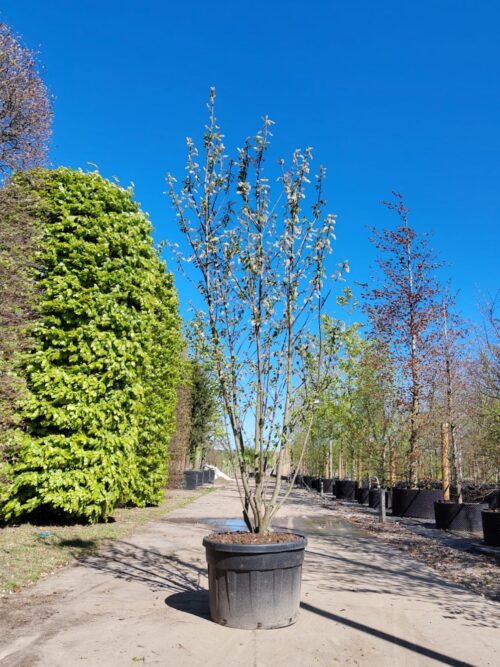 Vogelkers | Meerstammig