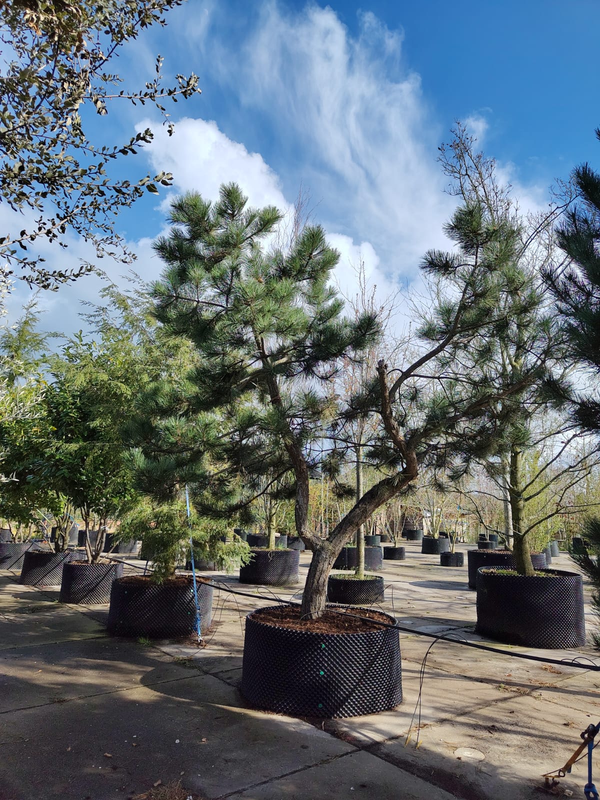 Grove den | Karakterboom