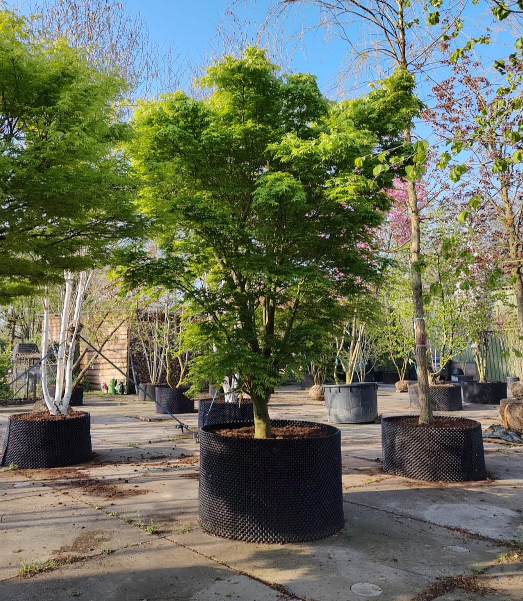 Japanse esdoorn | Karakterboom