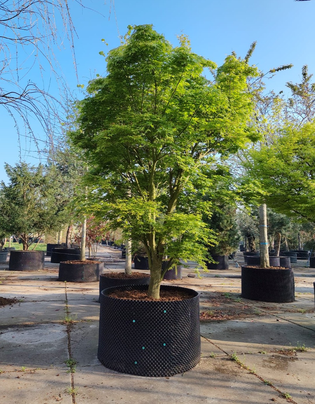 Japanse esdoorn | Karakterboom