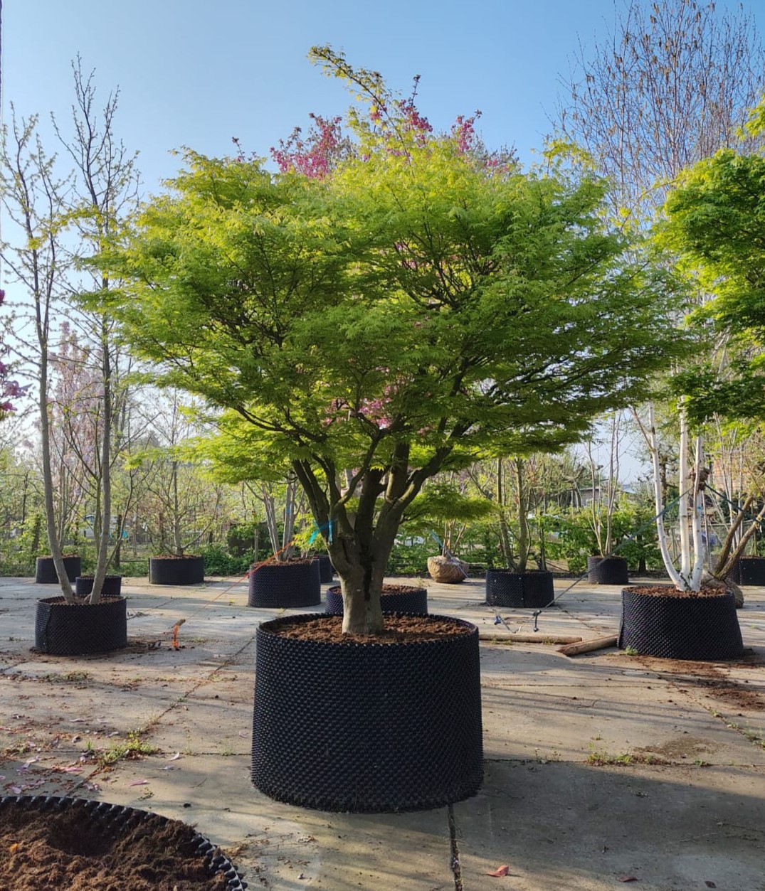 Japanse esdoorn | Karakterboom