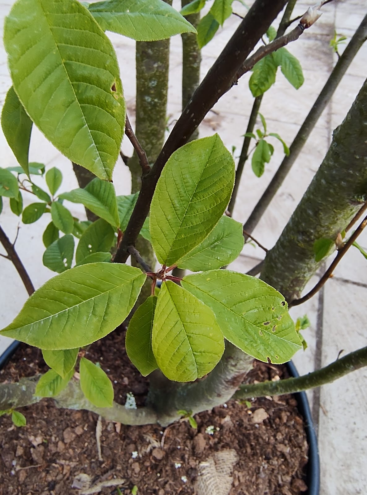 Vogelkers | Meerstammig