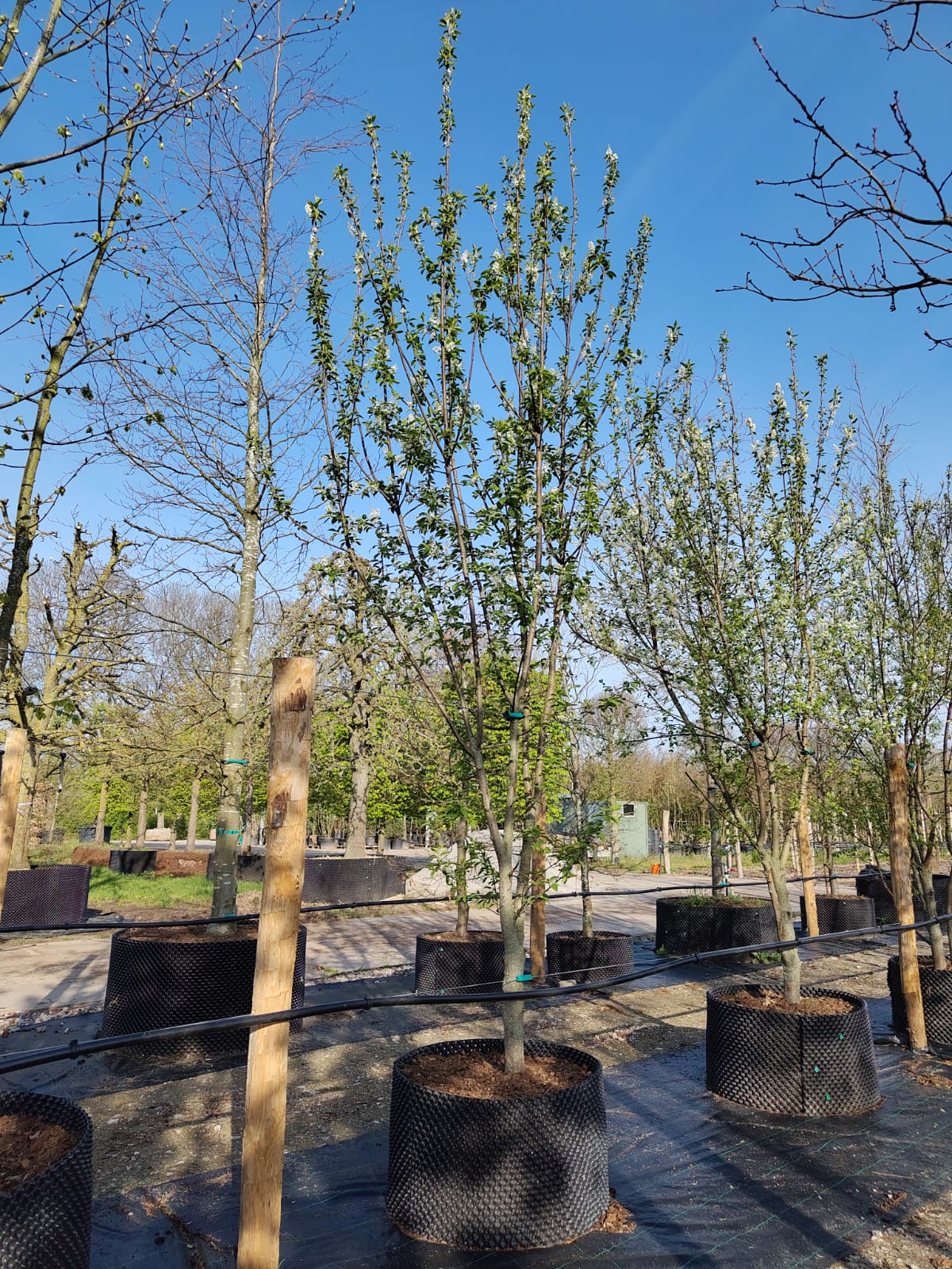 Vogelkers | Meerstammig