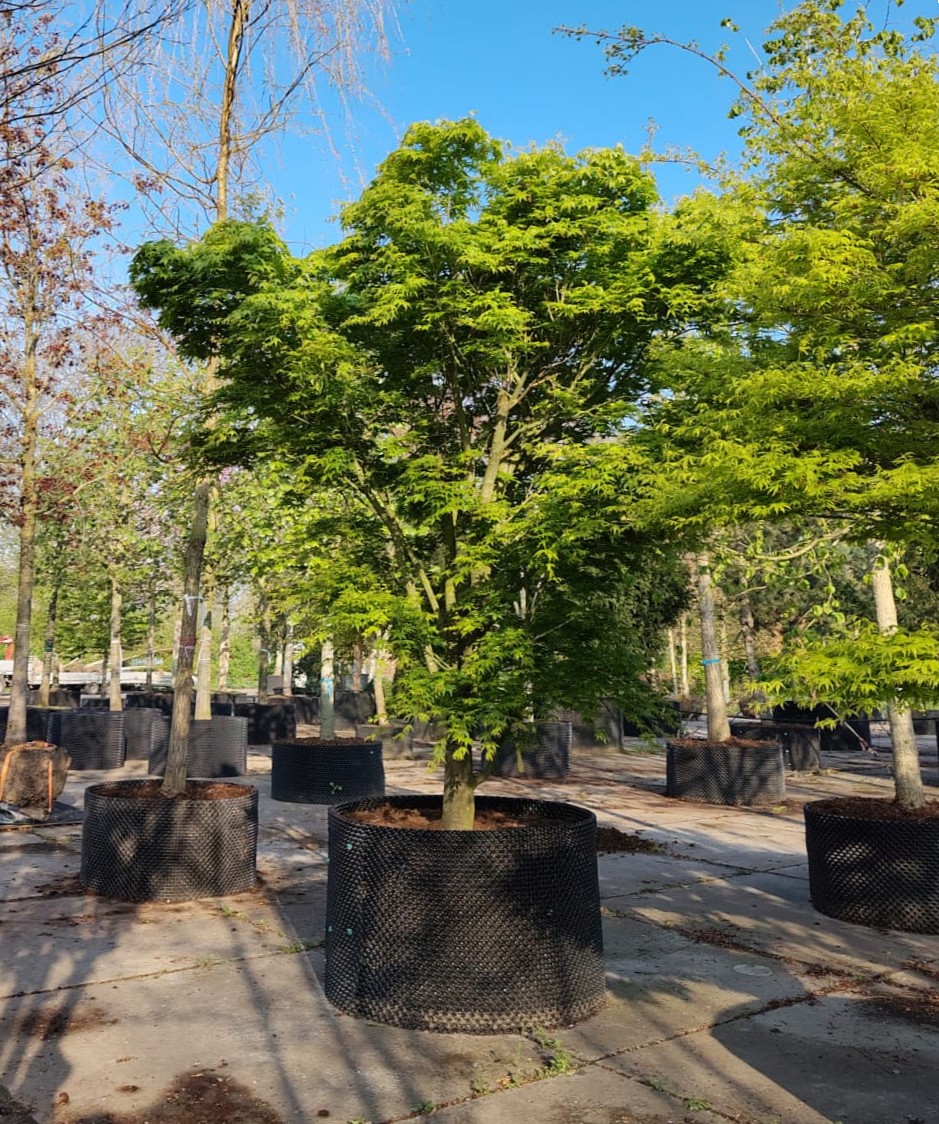 Japanse esdoorn | Karakterboom