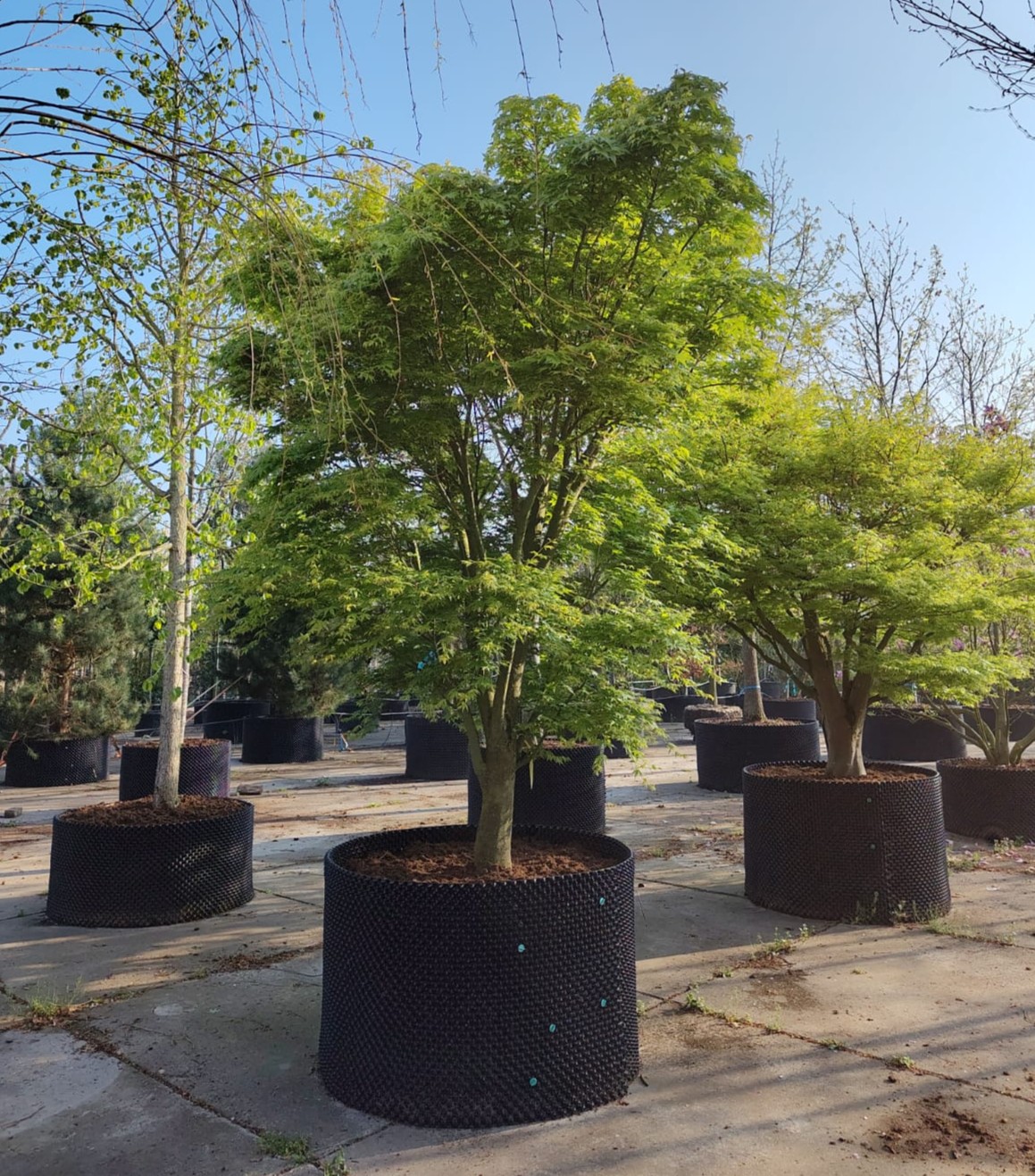 Japanse esdoorn | Karakterboom