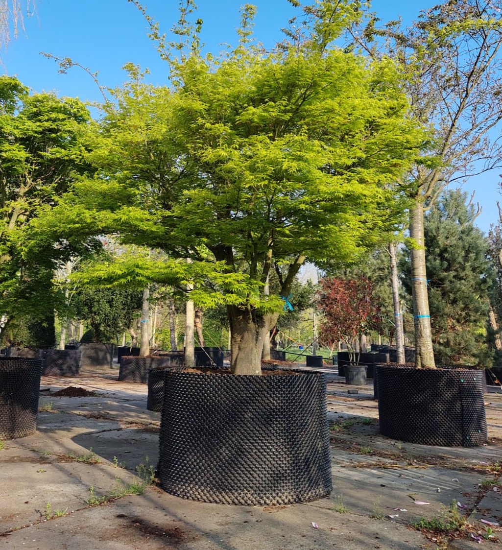 Japanse esdoorn | Karakterboom