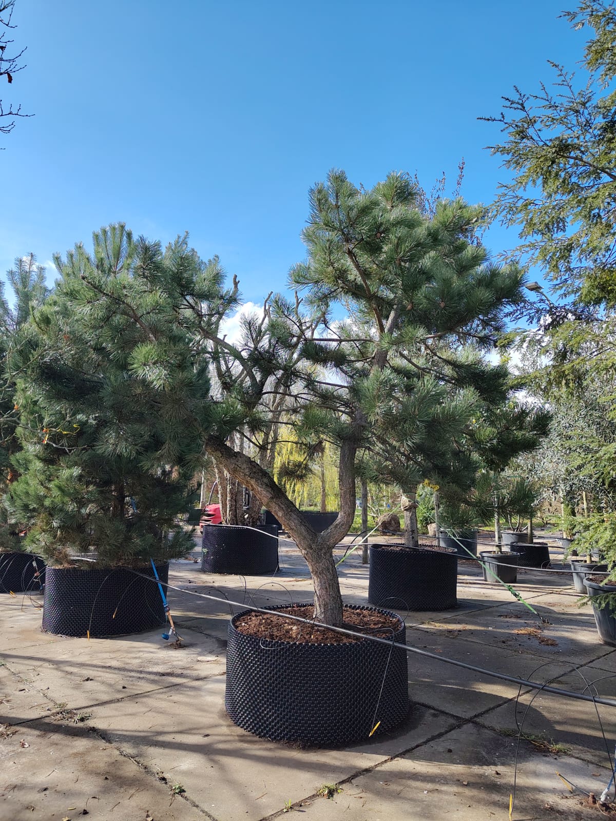 Grove den | Karakterboom