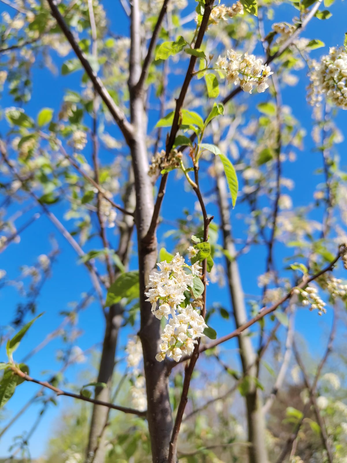 Vogelkers | Meerstammig