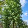Amberboom | Hoogstam