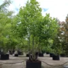 Amerikaanse tulpenboom | Meerstammig