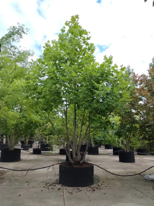 Amerikaanse tulpenboom | Meerstammig