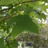 Amerikaanse tulpenboom | Meerstammig